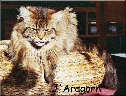 J'Aragorn